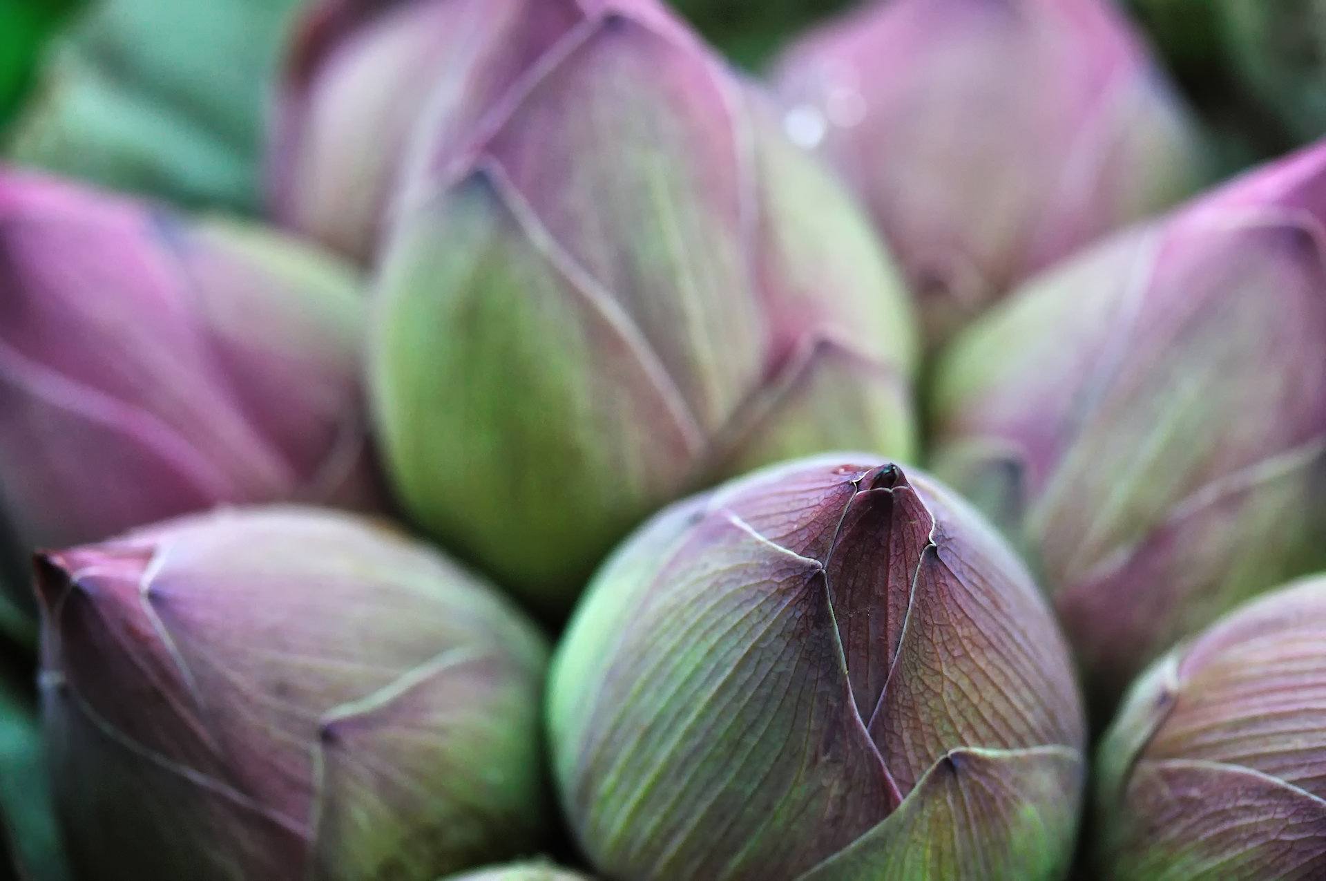 1920 Lotusblueten shutterstock 69351589